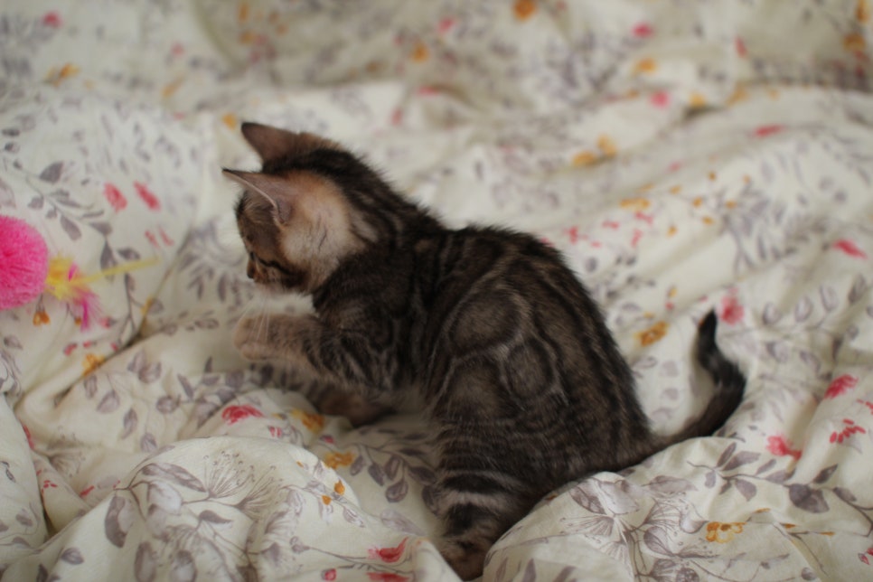 뱅갈고양이 개냥이를 찾으세요? 관련 이미지 12