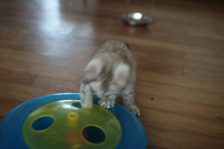 실밍크 클라우드 로젯 뱅갈고양이 남아예요~ 관련 이미지 10