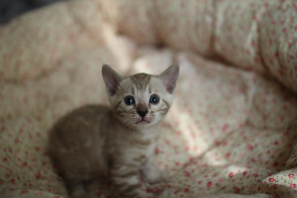 브라운,스노우뱅갈고양이 꼬맹이들 분양합니다~ 관련 이미지 8