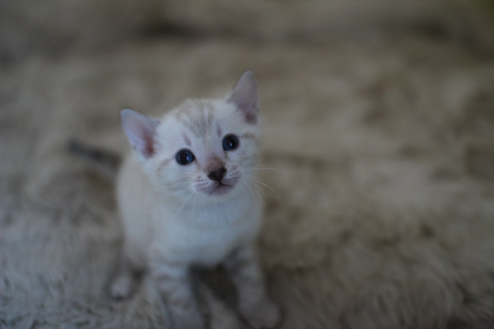 뱅갈고양이 분양 부티가 흘러요 흘러~ 관련 이미지 18