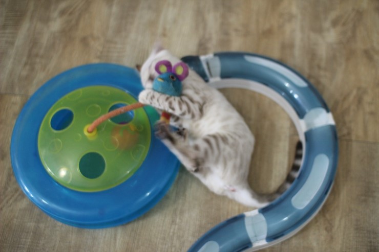 뱅갈고양이,스노우뱅갈고양이, 초아도 장난감에 푹 빠졌습니다~~~ 관련 이미지 5