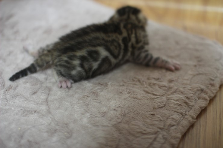 뱅갈고양이 예약된 여아예요~ 관련 이미지 3