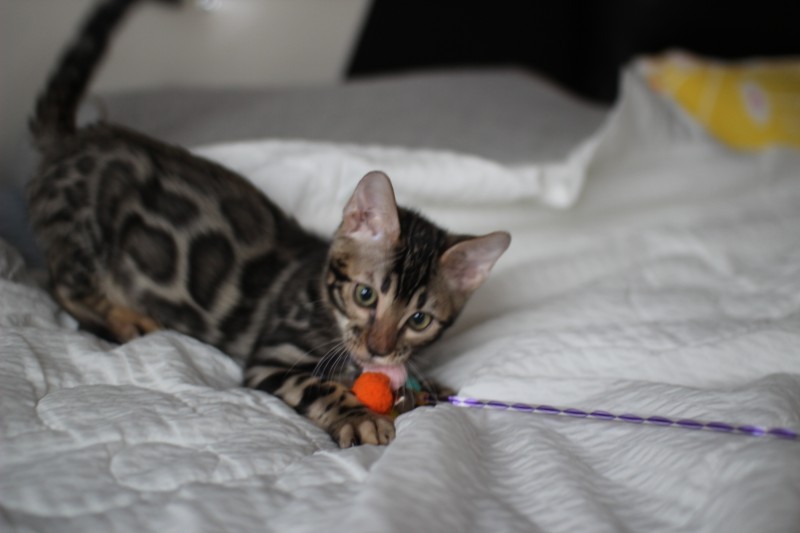 뱅갈고양이분양 반짝반짝 빛나는 모질에 아이들~ 관련 이미지 6