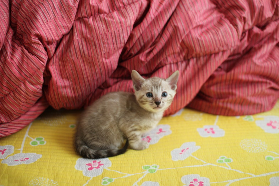 실밍크뱅갈고양이 남아 분양중 입니다~ 관련 이미지 5
