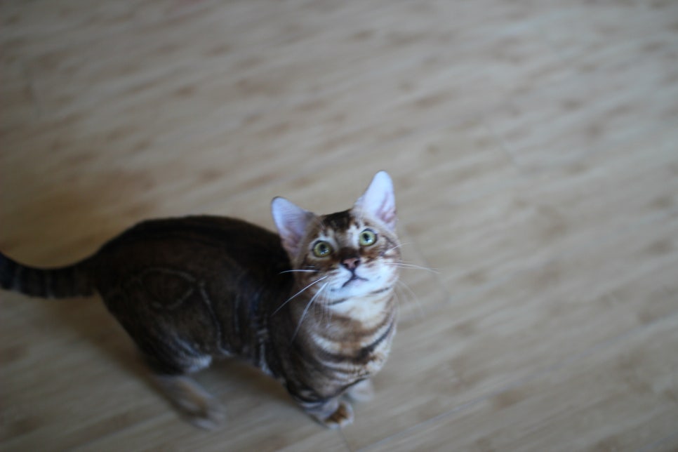 빈틈없이 꽉찬 스파블 뱅갈고양이 원탑~ 관련 이미지 2