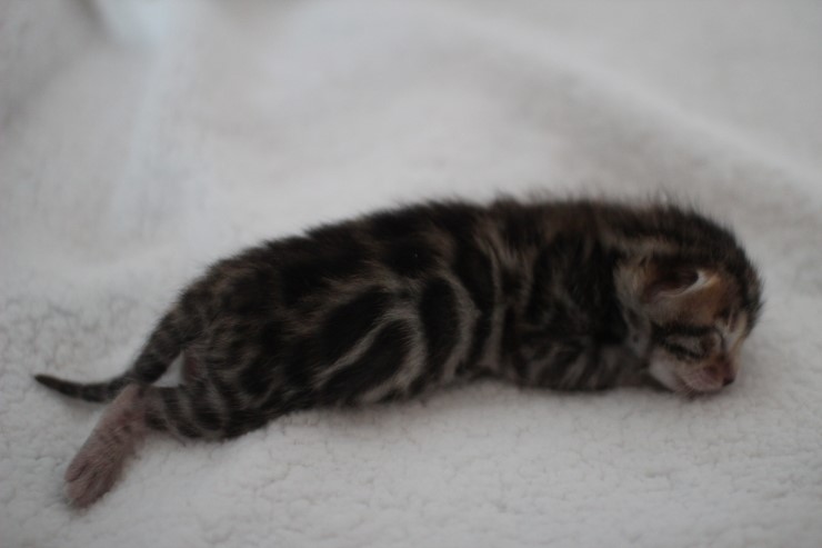 소유뱅갈고양이 캐터리 키튼들 입니다~ 관련 이미지 17