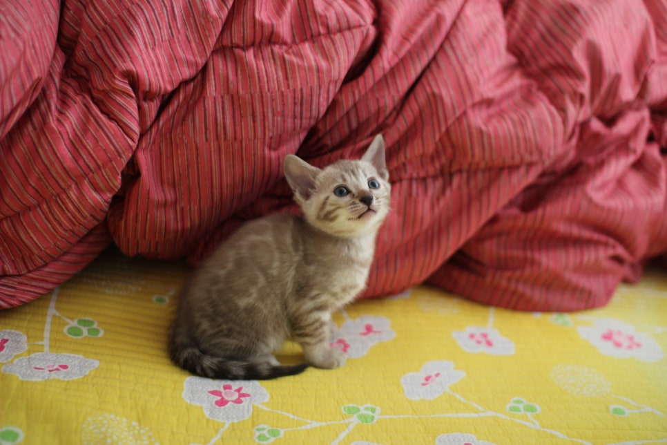 실밍크뱅갈고양이 남아 분양중 입니다~ 관련 이미지 6