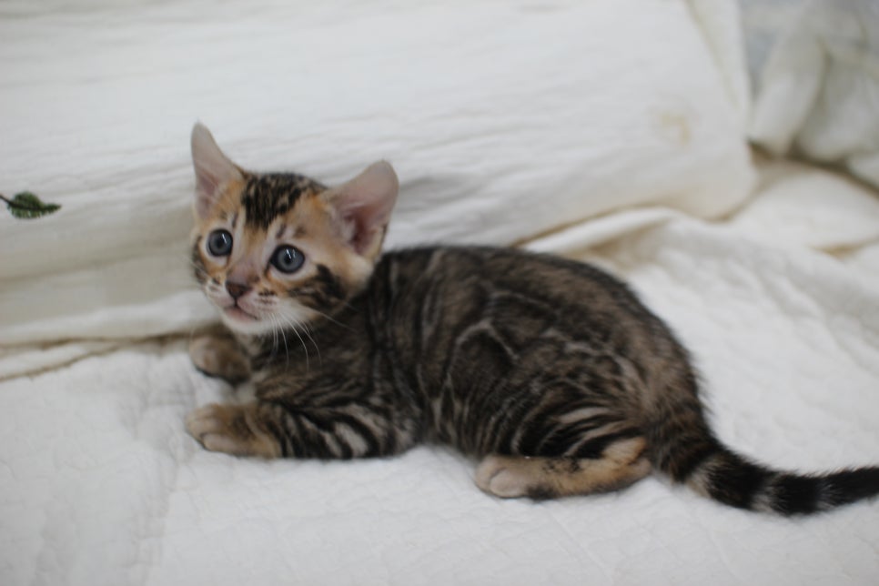 점점 개냥이가 되가는 브라운 뱅갈고양이 여아예요~ 관련 이미지 10