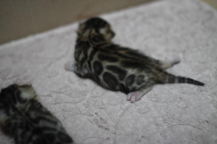 뱅갈고양이 자매 오늘 모습 입니다~ 관련 이미지 15