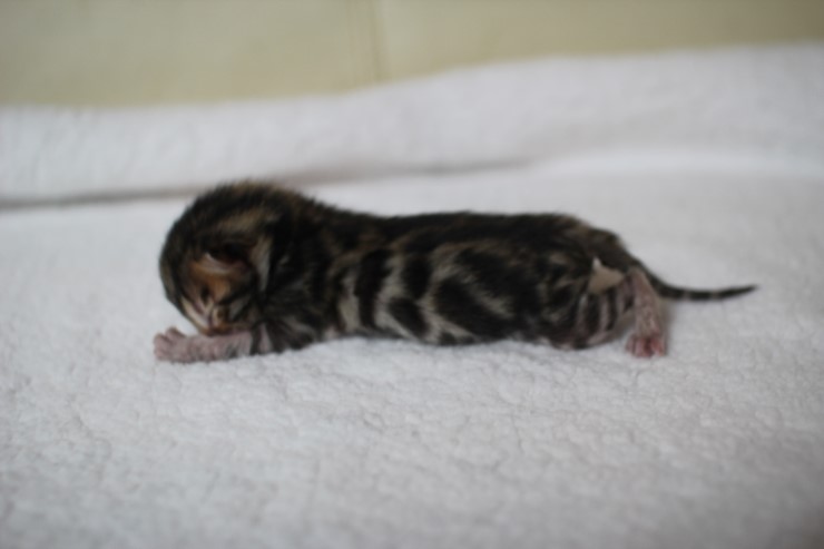 new litter 관련 이미지 12