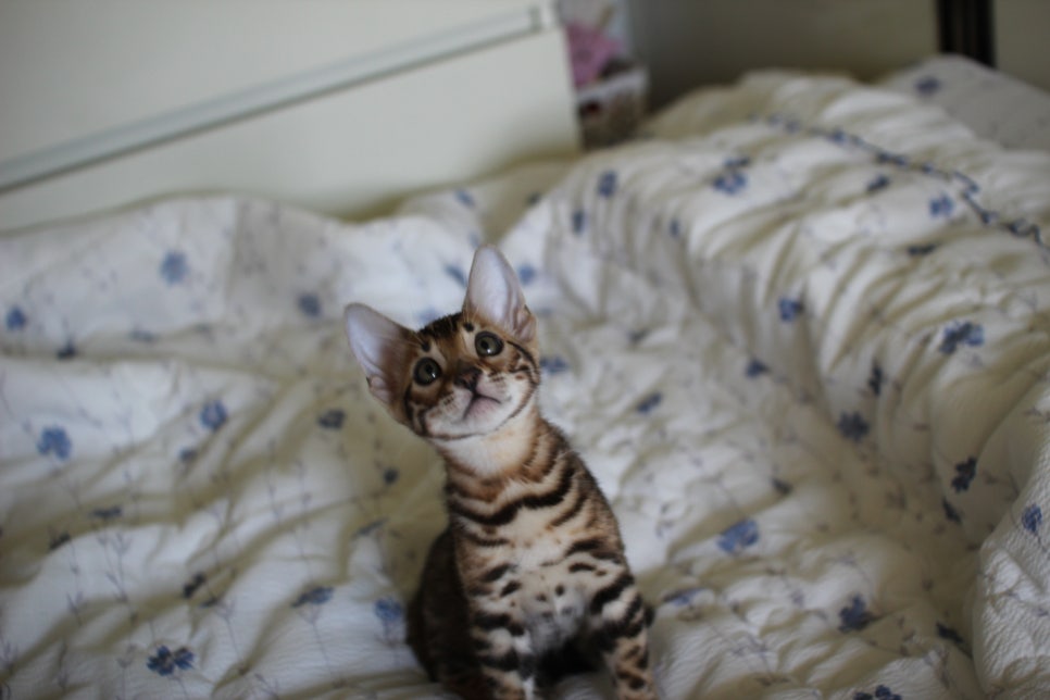 브라운 뱅갈고양이 자매 분양합니다~ 관련 이미지 8