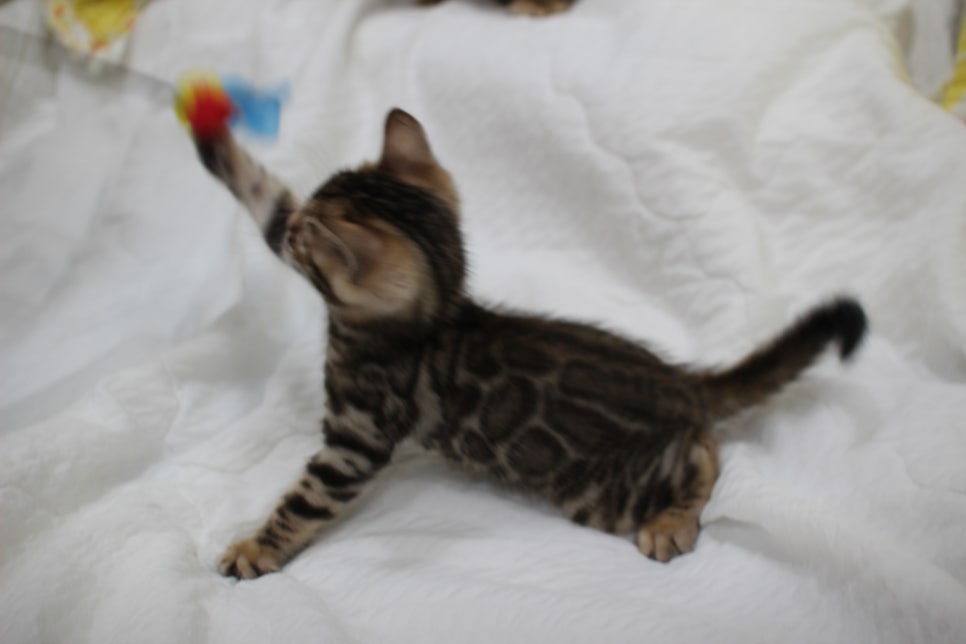 뱅갈고양이 남아3 분양해요~ 관련 이미지 10