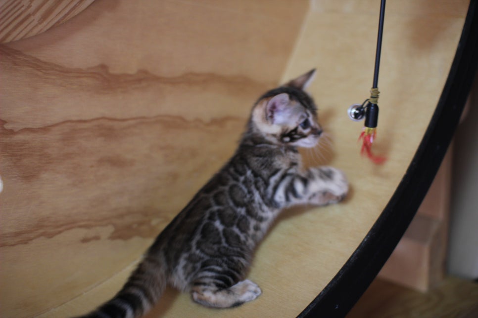 뱅갈고양이분양 무늬와 건강이 최고 관련 이미지 8