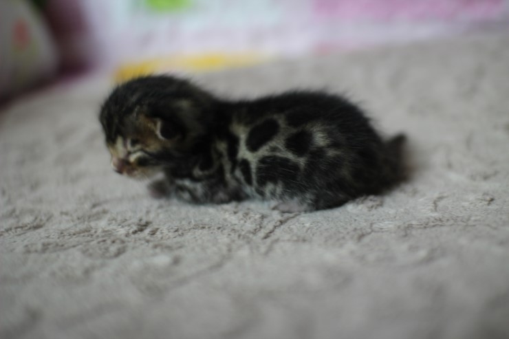 실버뱅갈고양이 꼬물이들 탄생 샤샤샷 관련 이미지 26