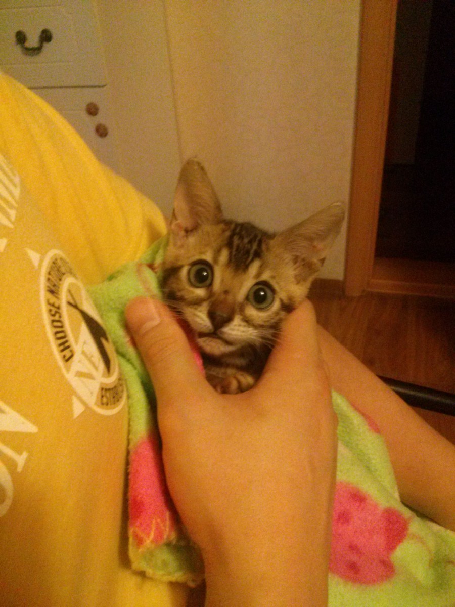 귀욤 귀요미 뱅갈고양이 ㅎㅎ 관련 이미지 1