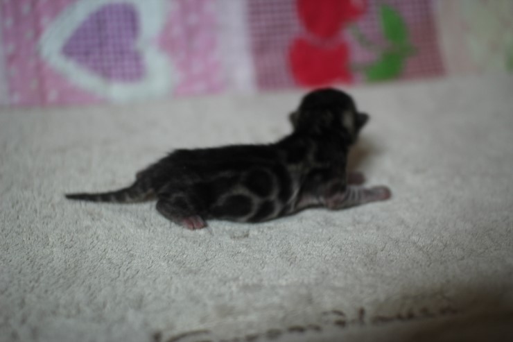 실버뱅갈고양이 꼬물이 태어났어요 관련 이미지 2