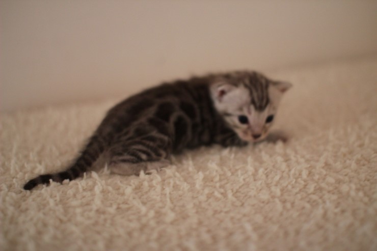 실버 남아예요~ 관련 이미지 4