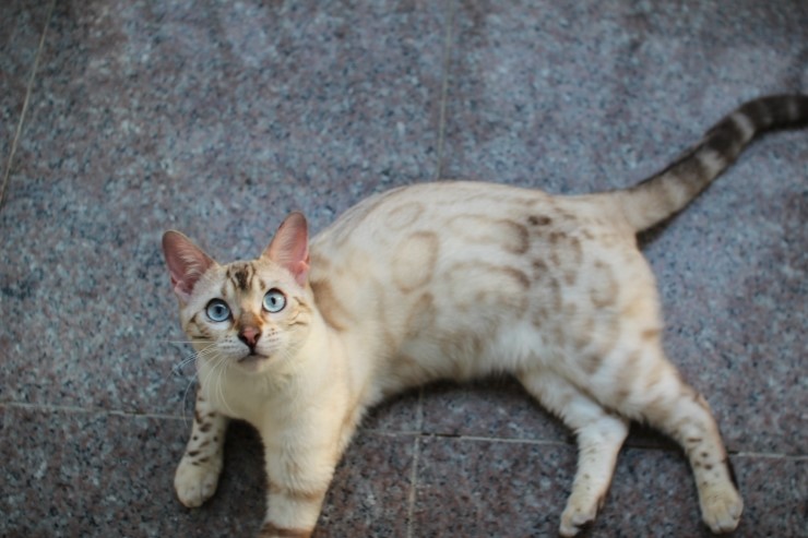 뱅갈고양이 키나와 스텔라 입니다~ 관련 이미지 2