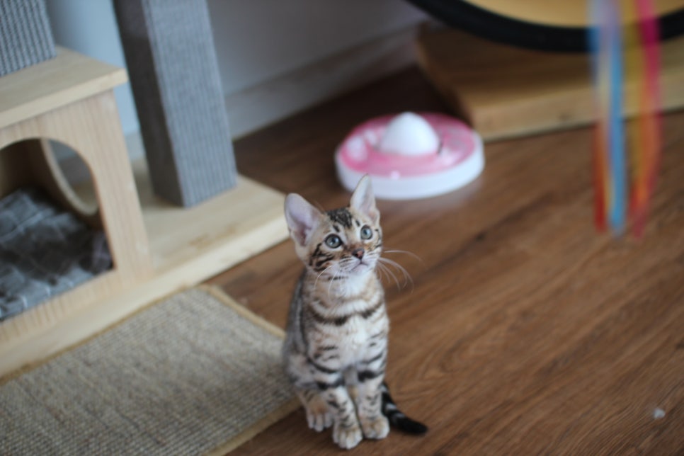 낯가림 없고 성격 최고인 뱅갈고양이 여아 분양해요~ 관련 이미지 2