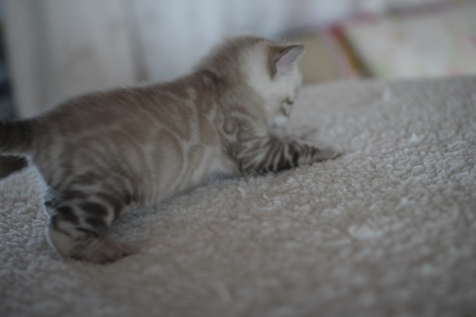 스노우 뱅갈고양이 꼬맹이 너무 이뻐요^^ 관련 이미지 2