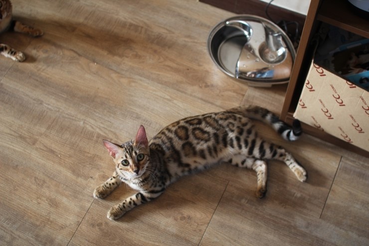 뱅갈고양이 숙자 없다 ~~ 관련 이미지 3