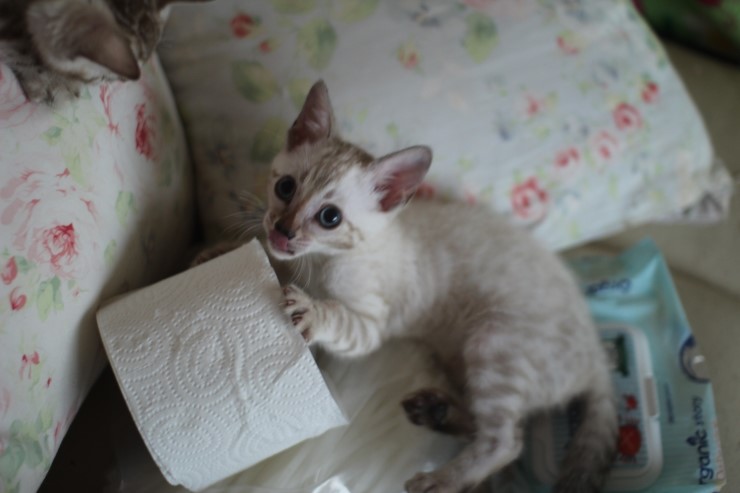 말썽꾸러기 스노우 뱅갈고양이 꼬맹이들 입니다~ 관련 이미지 4