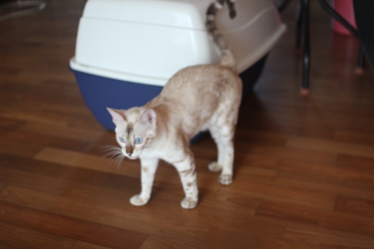 스노우뱅갈고양이 여아 매기예요~ 관련 이미지 9