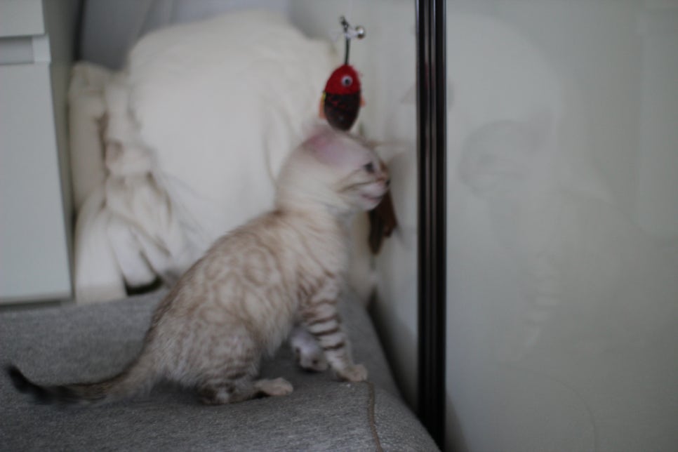 앙증깜찍 개냥이 스노우뱅갈고양이 여아 분양해요~ 관련 이미지 12