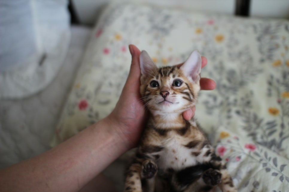 애교만점 개냥이 뱅갈고양이 남아 순둥군 분양해요~ 관련 이미지 15