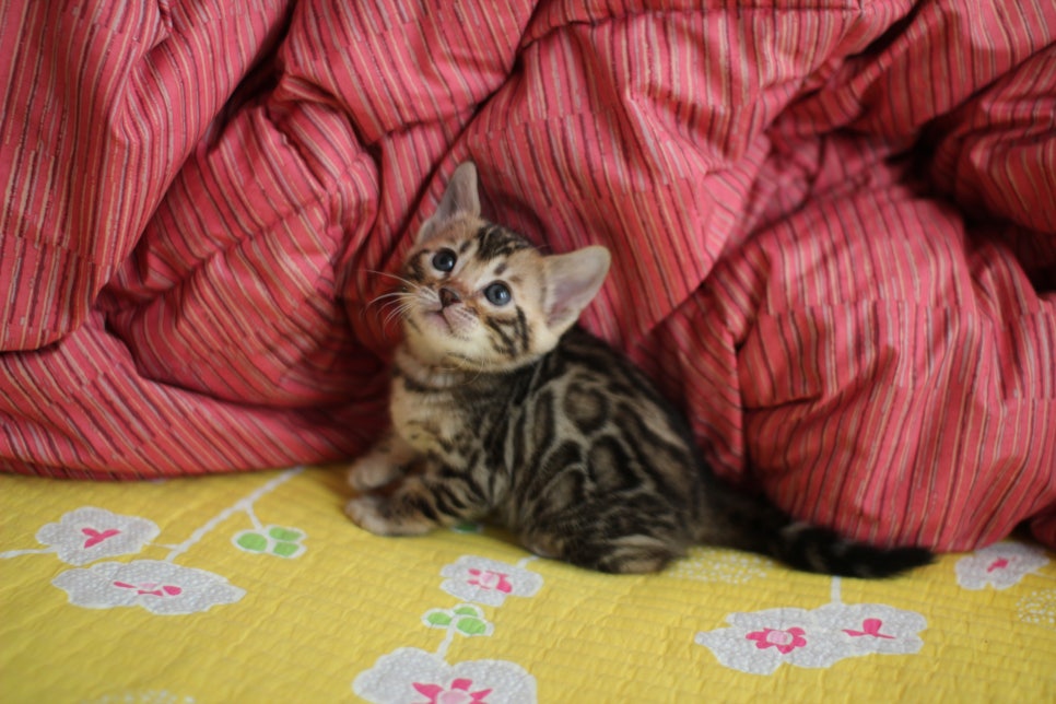 뱅갈고양이 여아 분양중 입니다~ 관련 이미지 7