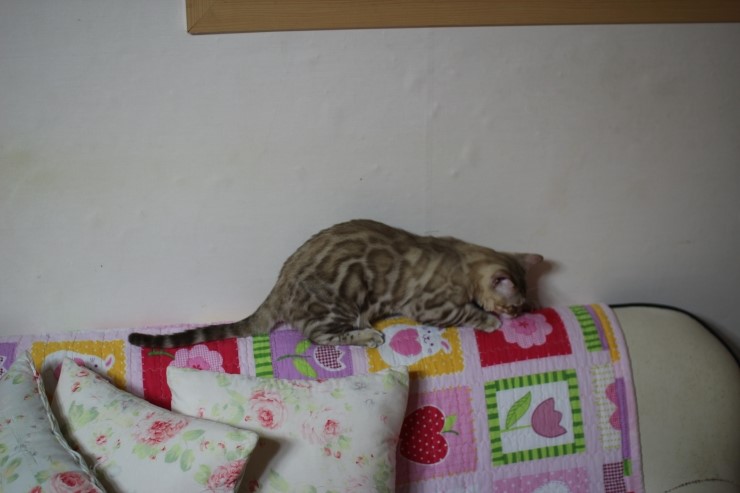 실밍크 뱅갈고양이 킹이예요~~ 관련 이미지 18