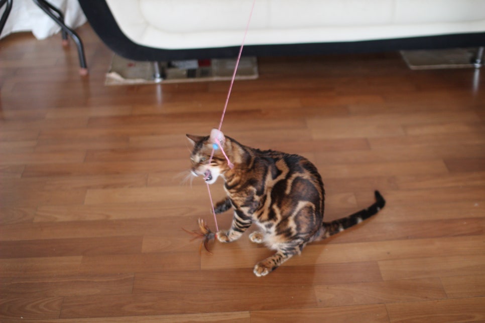 브라운 뱅갈고양이 남아 거실도 점령 했어요. 관련 이미지 6