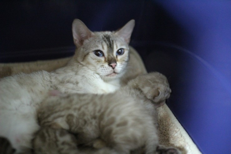 뱅갈고양이 엄마와 아가들~ 관련 이미지 6
