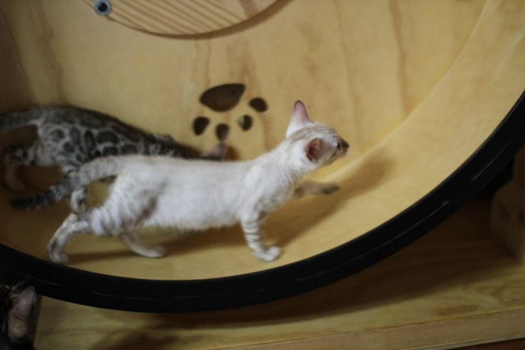 뱅갈고양이 캣휠 선수들 입장이요~ 관련 이미지 10