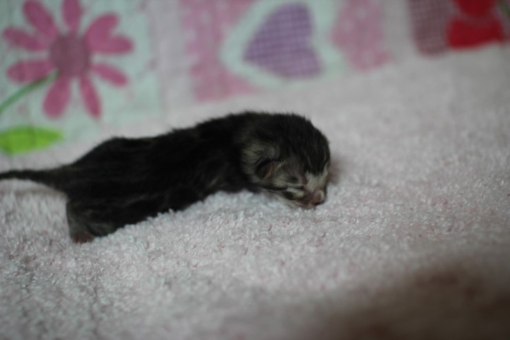 다크실버뱅갈고양이 꼬물이 여아~ 관련 이미지 4