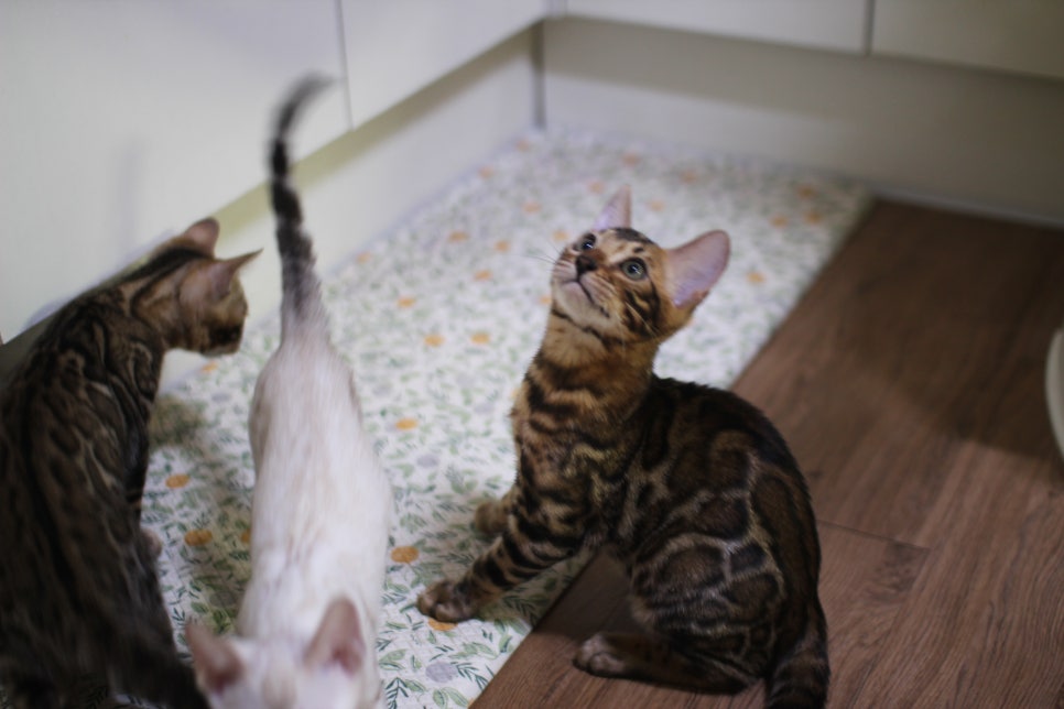 뱅갈고양이 분양중인 아이들~ 관련 이미지 1