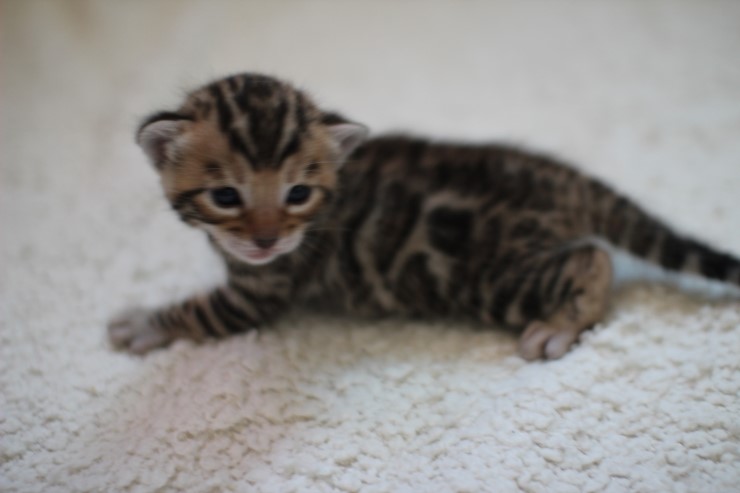 브라운 뱅갈고양이 여아예요~ 관련 이미지 6