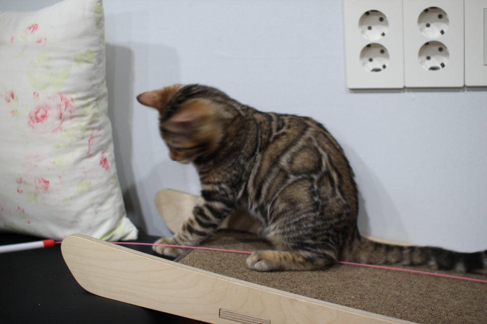 뱅갈고양이 분양 멋진 큰 무늬 아이 관련 이미지 9