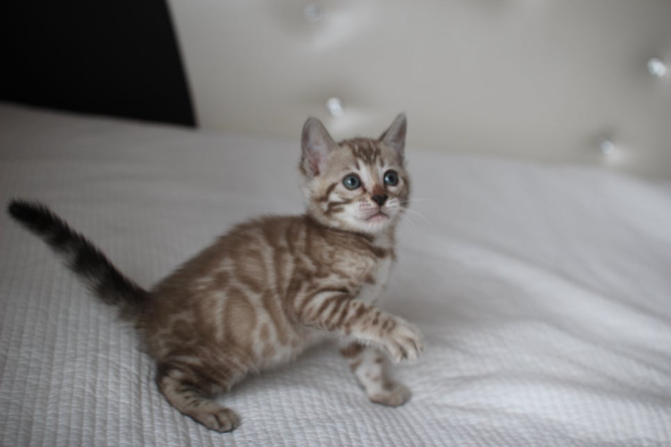 뱅갈고양이분양 고민하지 마세요! 관련 이미지 14