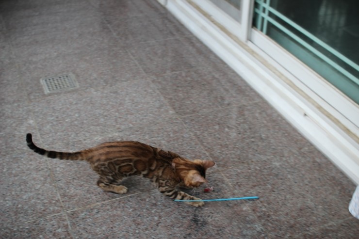 브라운 뱅갈고양이 남아 워리어 입니다~ 관련 이미지 1