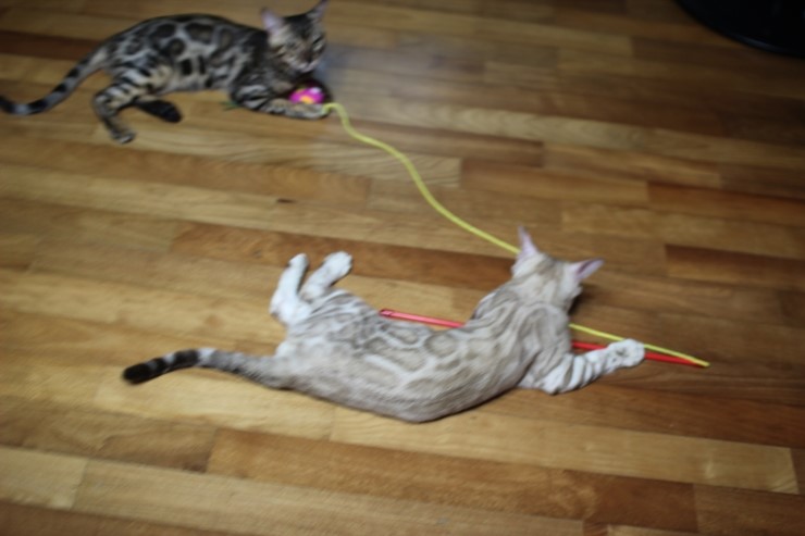 뱅갈고양이 아이들 신나게 노는 아이들~ 관련 이미지 1