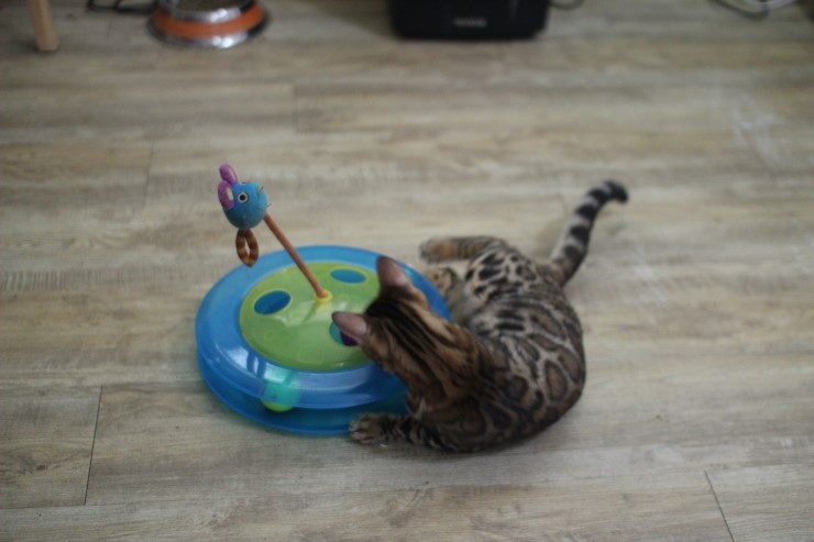 뱅갈고양이,스노우뱅갈고양이,  저희집 어린녀석들 오늘도 신나게 놀고 있어요^^......... 관련 이미지 9