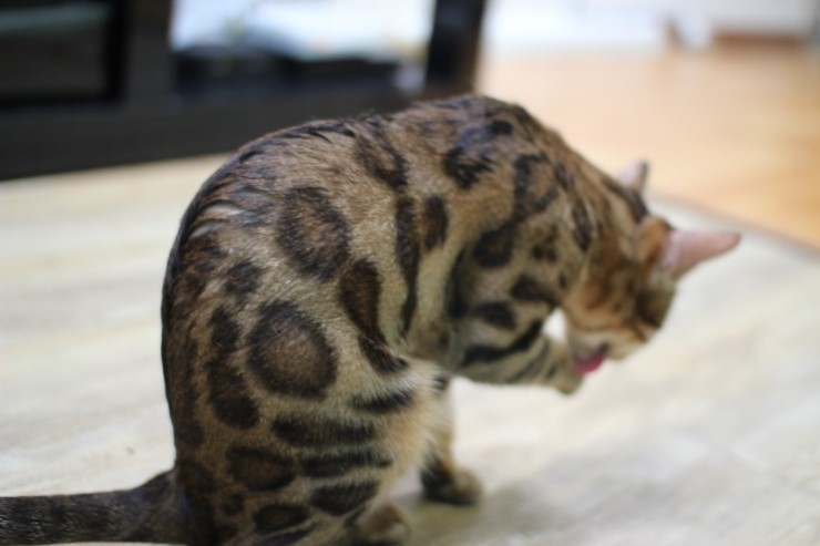 뱅갈고양이 휴식중.. 관련 이미지 7