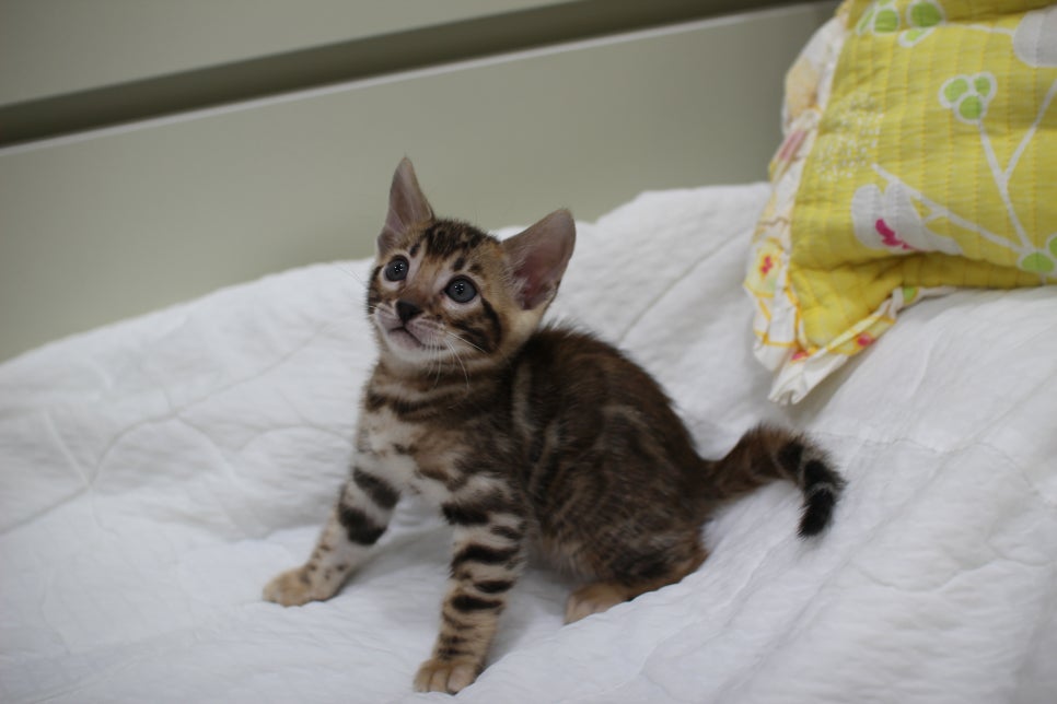 붉은빛 모색이 멋진 뱅갈고양이 남아4 분양해요~ 관련 이미지 6