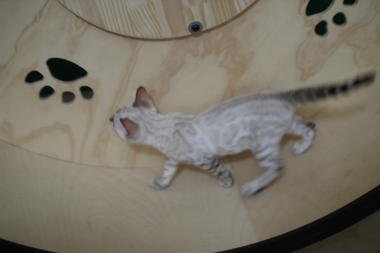 스노우뱅갈고양이 초아가 오늘부터 캣휠 선수가 됬습니다~~~ 관련 이미지 6