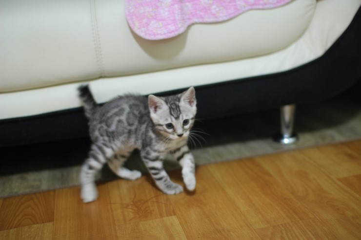 실버뱅갈고양이 로미~ 관련 이미지 8
