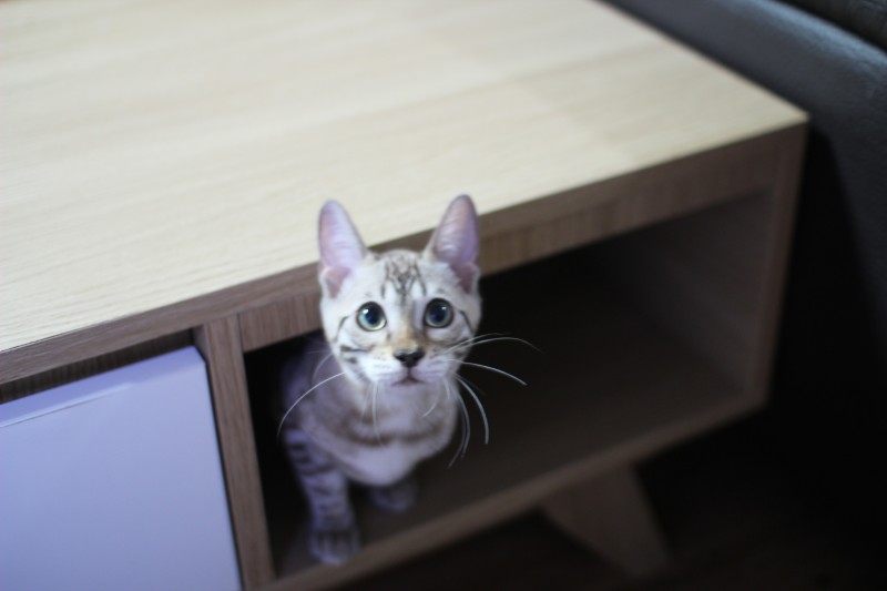 귀염둥이 까불이~ 관련 이미지 3