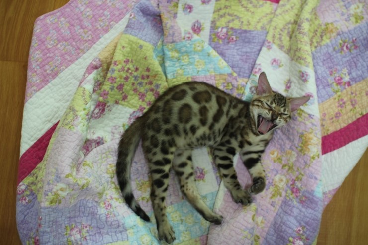 뱅갈고양이 울피와 카이예요~ 관련 이미지 1