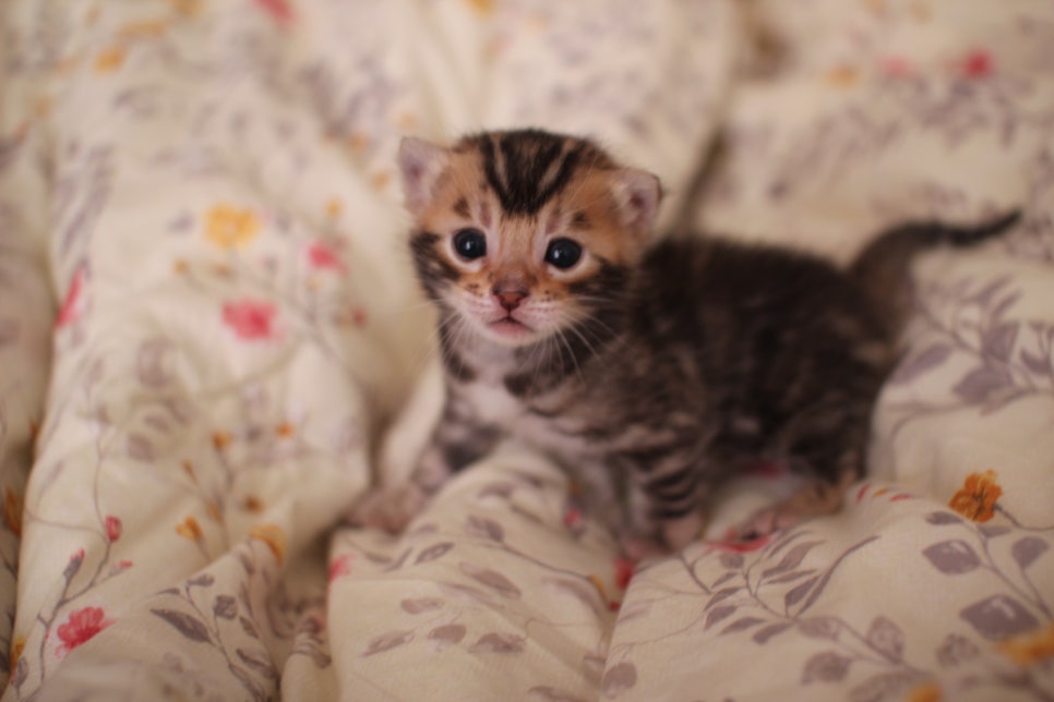 아가 뱅갈고양이 벌써부터 개냥이에 모습이~ 관련 이미지 1