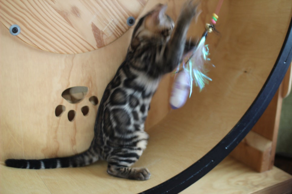 개냥이 건강냥이 뱅갈고양이 남아1 분양해요~ 관련 이미지 12